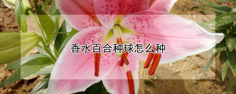 香水百合种球怎么种 香水百合种球怎么种植密度