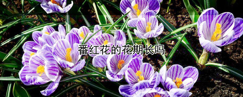 番红花的花期长吗 番红花生长周期