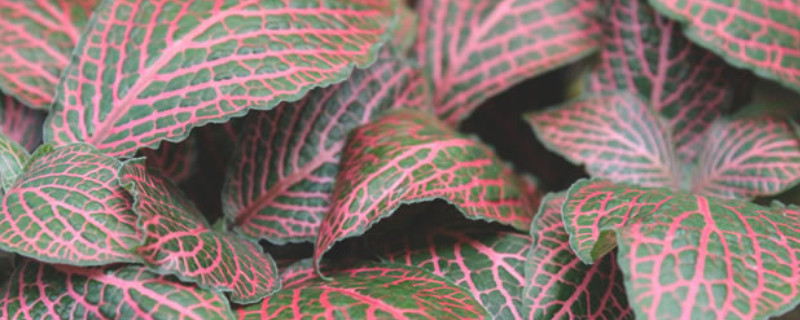 红网纹草有什么寓意（网纹草红色叫什么）