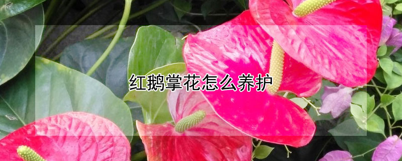 红鹅掌花怎么养护 鹅红掌怎么养殖方法
