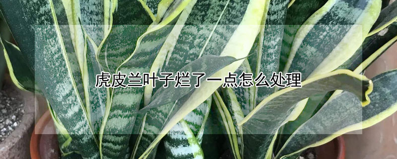 虎皮兰叶子烂了一点怎么处理 虎皮兰叶子边烂了一点怎么处理