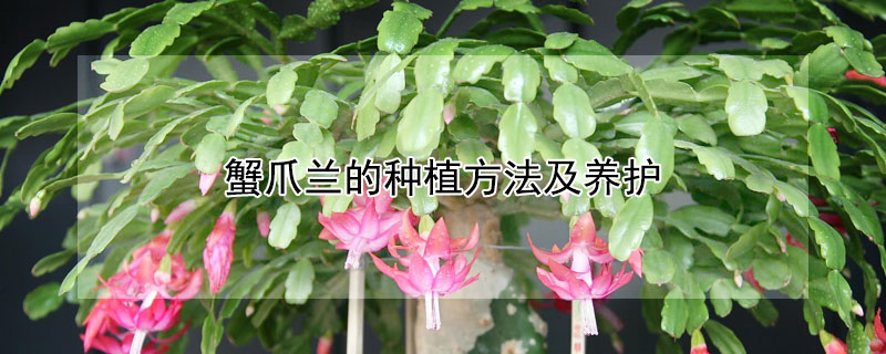 蟹爪兰的种植方法及养护（蟹爪兰植株怎么养）