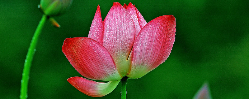 荷花的寓意 荷花的寓意和花语