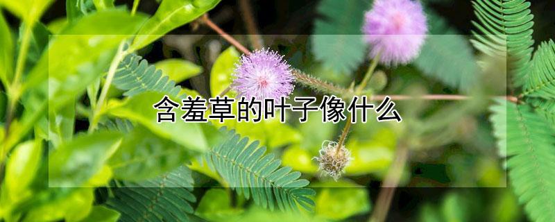 含羞草的叶子像什么（含羞草的叶子像什么一碰就合上）