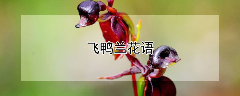 飞鸭兰花语（洋兰花的花语）