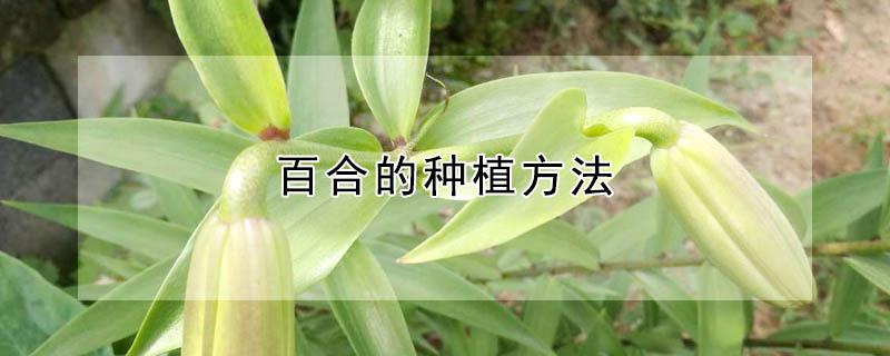 百合的种植方法（卷丹百合的种植方法）