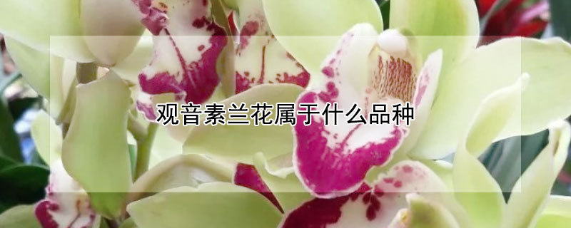 观音素兰花属于什么品种（观音素兰花是什么品种）