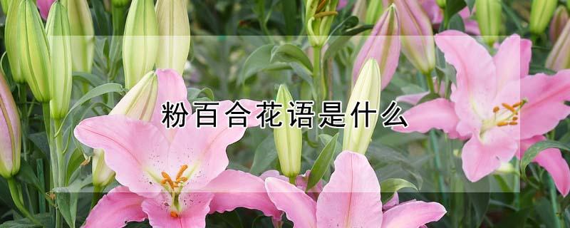 粉百合花语是什么 粉百合花的花语是什么,象征了什么?