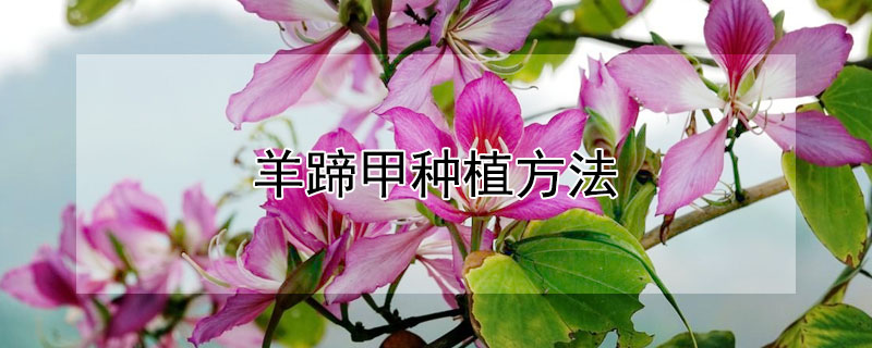 羊蹄甲种植方法（羊蹄甲种子种植技术）