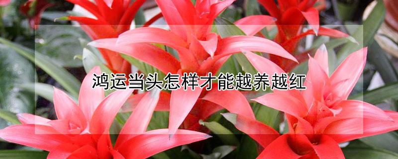 鸿运当头怎样才能越养越红 鸿运当头怎么养才能变红