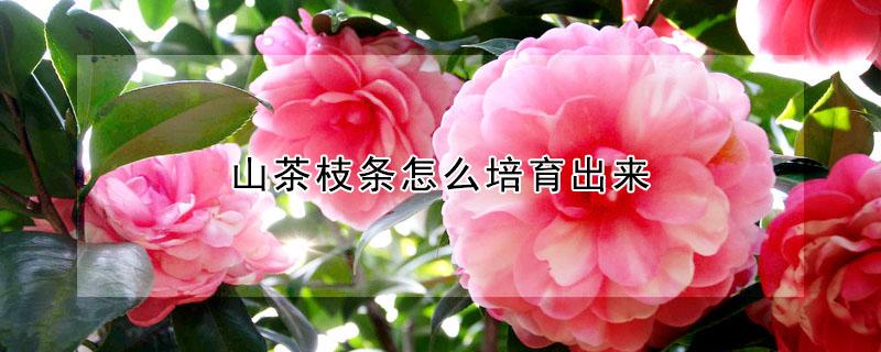 山茶枝条怎么培育出来 山茶花剪下的枝条能种活吗