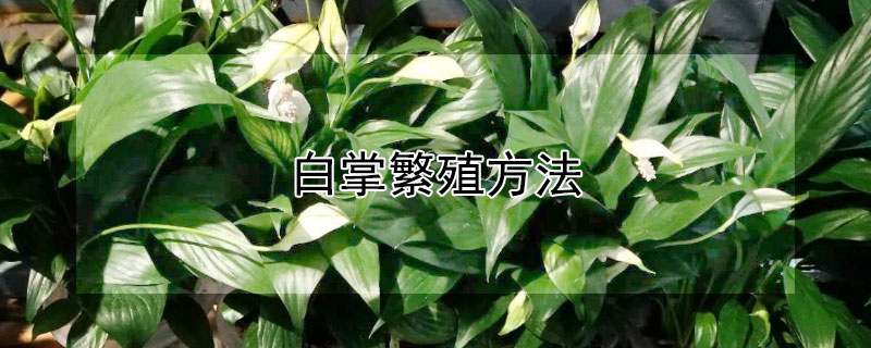 白掌繁殖方法 白掌繁殖方法扦插