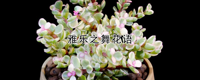雅乐之舞花语 多肉植物雅乐之舞花语