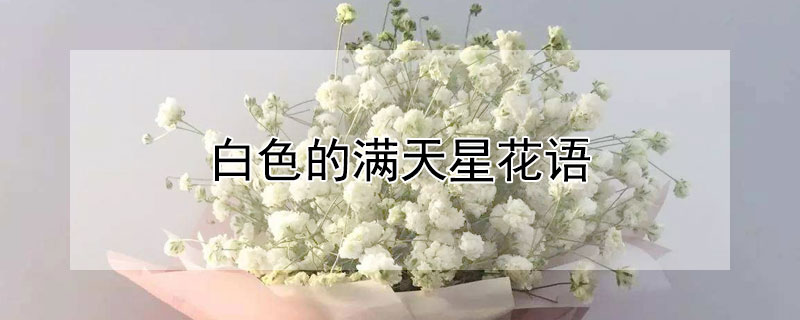 白色的满天星花语（乳白色满天星花语）