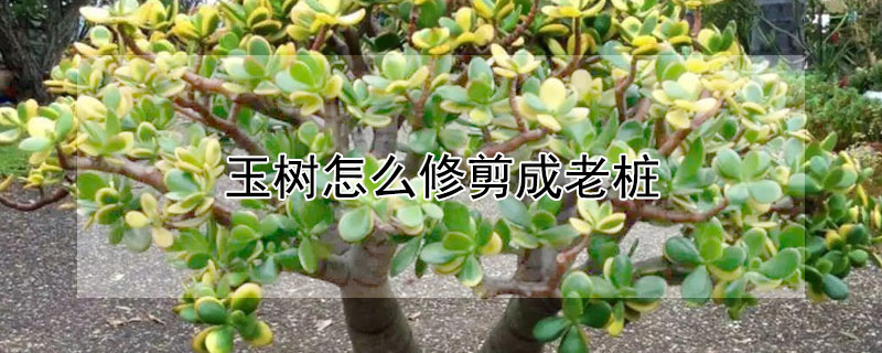 玉树怎么修剪成老桩（玉树怎么修剪成老桩视频）