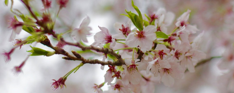 日本樱花的花语（日本樱花的花语和寓意）