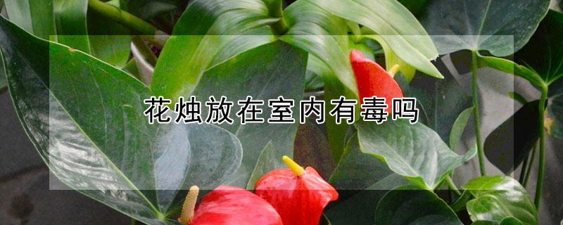 花烛放在室内有毒吗 花烛有毒吗放室内可以吗