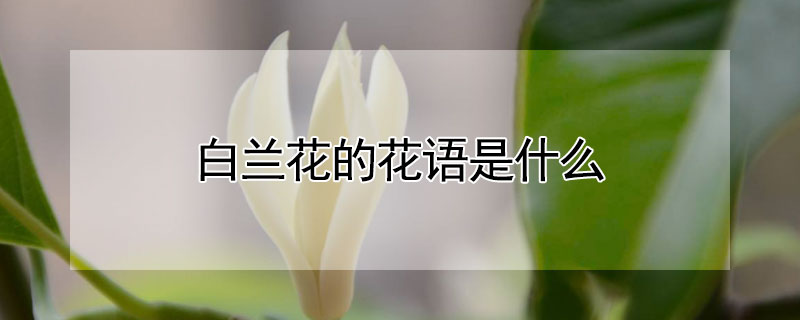 白兰花的花语是什么 白云兰花语