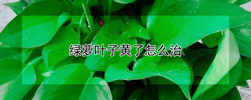 绿萝叶子黄了怎么治（绿萝叶子发黄了怎么办）