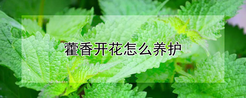 藿香开花怎么养护（藿香开花吗）
