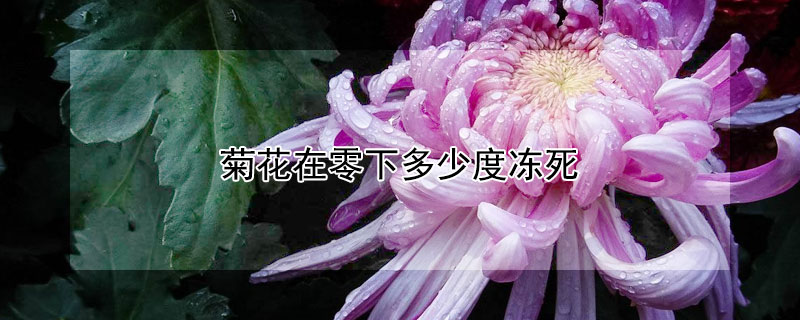 菊花在零下多少度冻死（菊花在几度情况下冻伤）