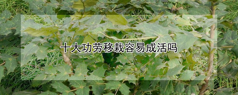 十大功劳移栽容易成活吗（野生十大功劳可以移植吗）