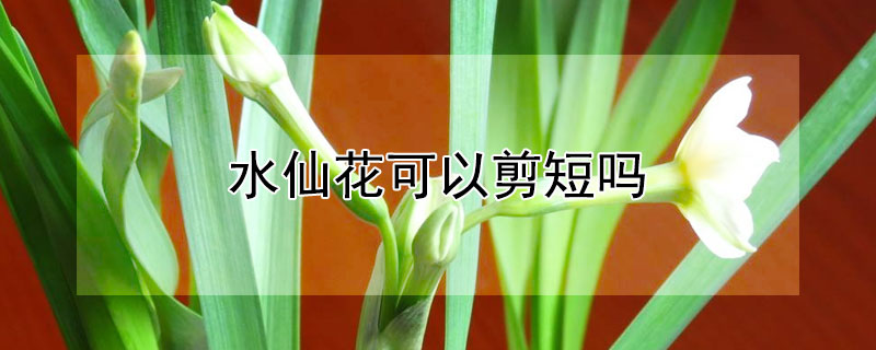 水仙花可以剪短吗(水仙花太长了可以剪短吗)