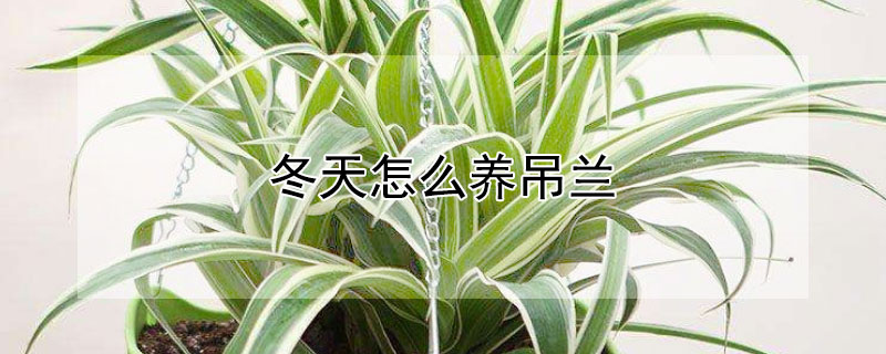 冬天怎么养吊兰（冬天怎么养护吊兰）