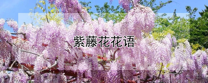 紫藤花花语（紫藤花语歌曲原唱）