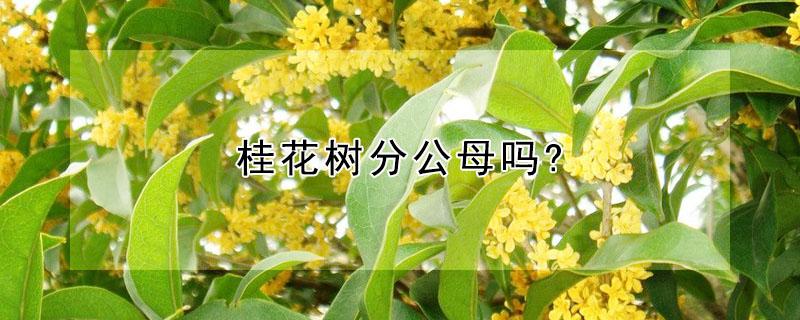 桂花树分公母吗? 桂花树分公母么