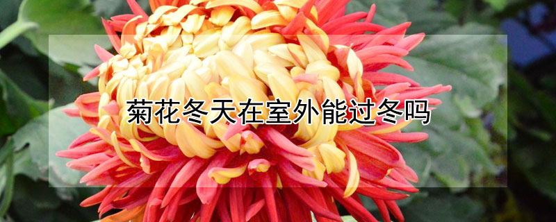 菊花冬天在室外能过冬吗（菊花能在室外越冬吗）