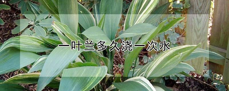 一叶兰多久浇一次水 一叶兰移栽后多久浇水