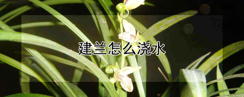 建兰怎么浇水 建兰的养殖方法浇水