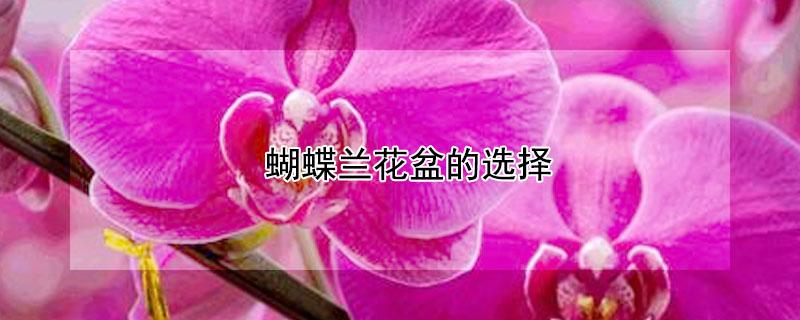 蝴蝶兰花盆的选择（单株蝴蝶兰选什么花盆）