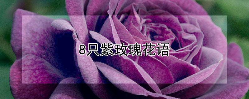 8只紫玫瑰花语（19支紫玫瑰花语是什么）