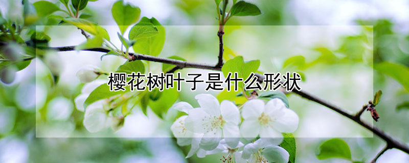 樱花树叶子是什么形状（樱花树叶子是什么形状的）