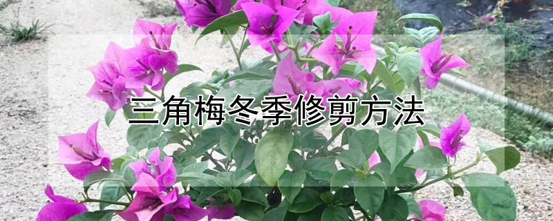 三角梅冬季修剪方法（三角梅冬季修剪方法图解）