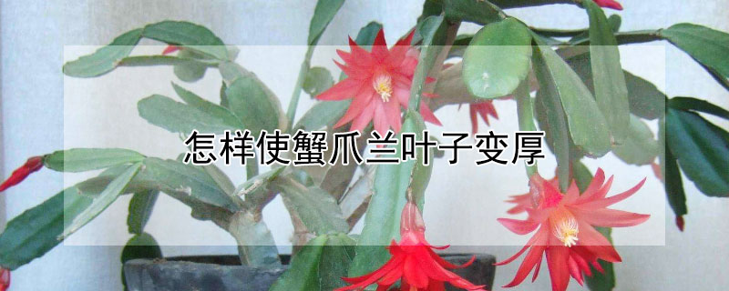 怎样使蟹爪兰叶子变厚 蟹爪兰叶子变薄怎么办