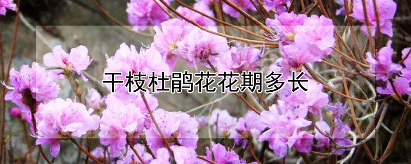 干枝杜鹃花花期多长 干枝杜鹃的花期有多长
