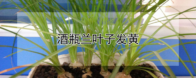 酒瓶兰叶子发黄 酒瓶兰叶子发黄怎么回事