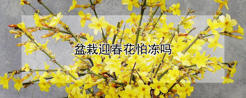 盆栽迎春花怕冻吗 迎春花盆栽冬天怎么养怕冻吗