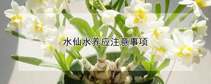 水仙水养应注意事项 水仙养护的注意事项