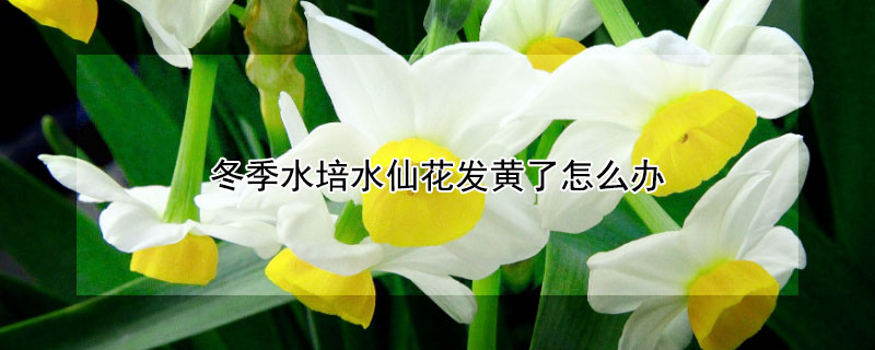 冬季水培水仙花发黄了怎么办 水培水仙花黄叶怎么处理