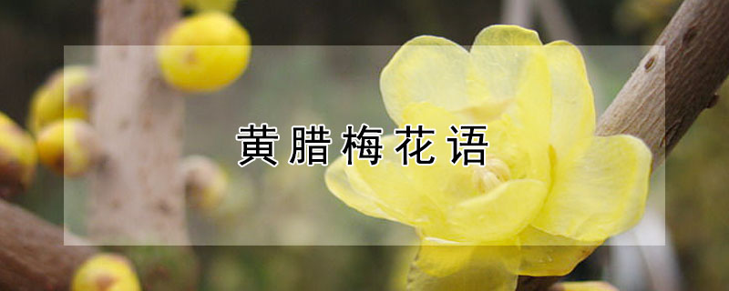 黄腊梅花语 黄腊梅花语是什么
