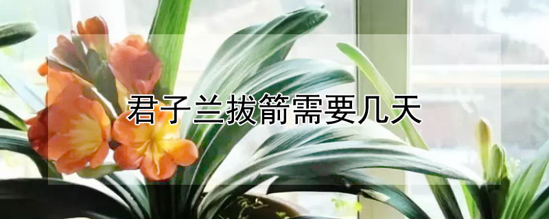 君子兰拔箭需要几天（君子兰几天能抽出箭）