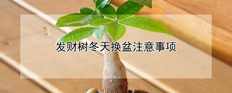 发财树冬天换盆注意事项（发财树冬天换盆怎么浇水）