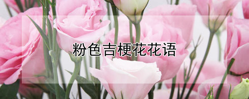 粉色吉梗花花语 白色吉梗花的花语是什么意思