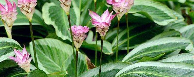 荷花竹芋的花语 清莲竹芋的花语