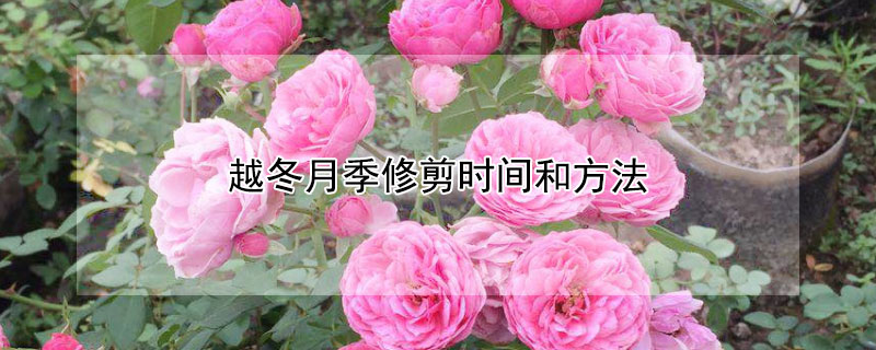 越冬月季修剪时间和方法(越冬月季修剪时间和方法视频)