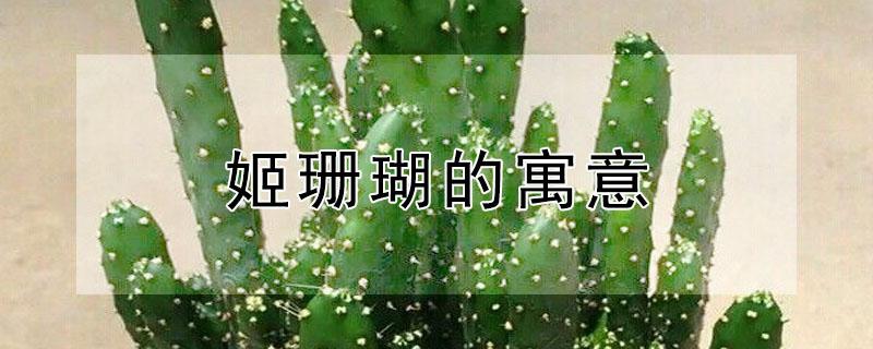 姬珊瑚的寓意 姬珊瑚的花语